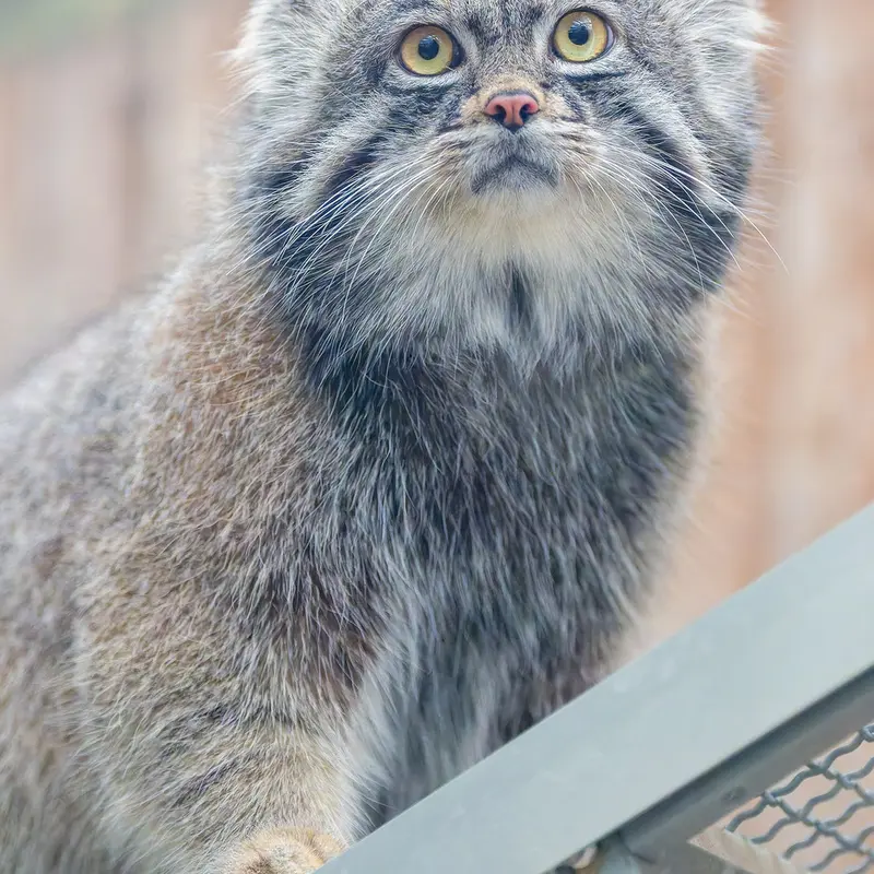 神戸どうぶつ王国のナルの写真