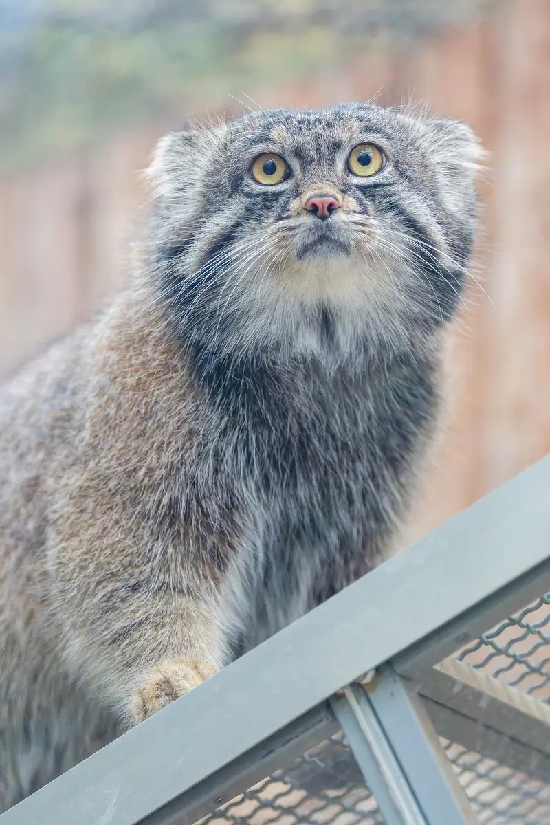 神戸どうぶつ王国のナルの写真