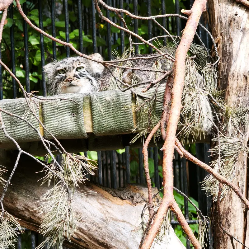 ノヴォシビルスク動物園のガビの写真