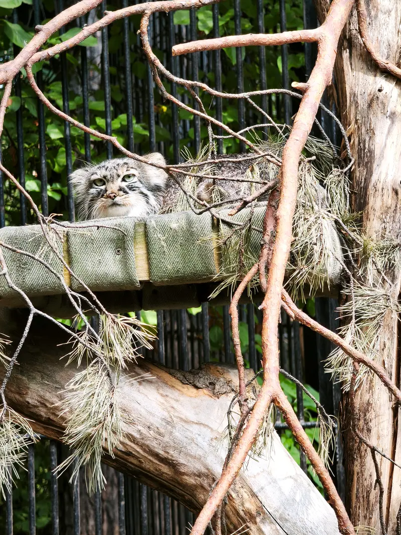 ノヴォシビルスク動物園のガビの写真