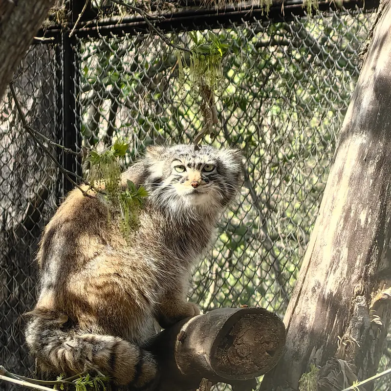 ノヴォシビルスク動物園のゾーシャの写真