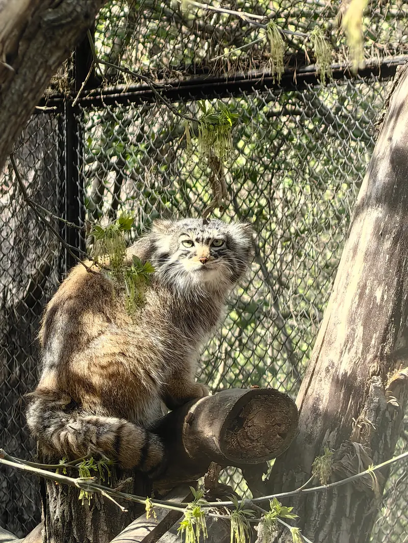 ノヴォシビルスク動物園のゾーシャの写真