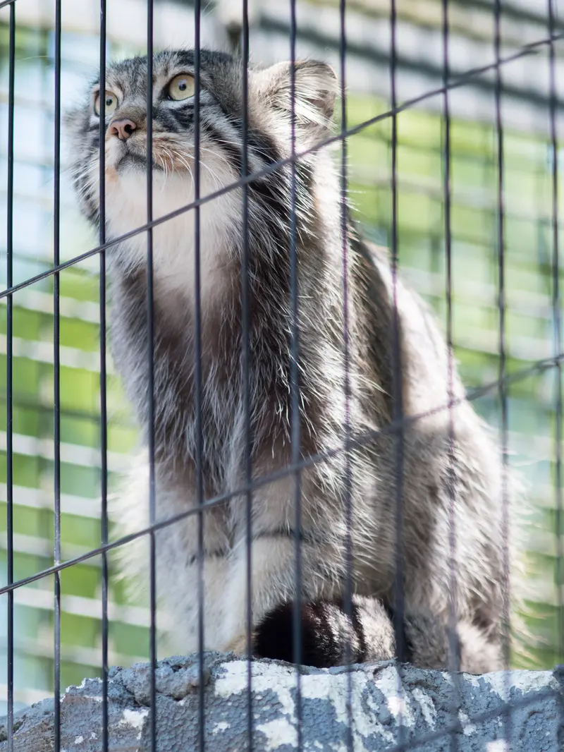 旭山動物園のヒデの写真