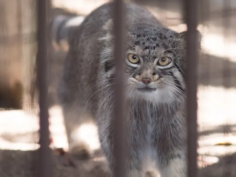 野毛山動物園のフィーガの写真