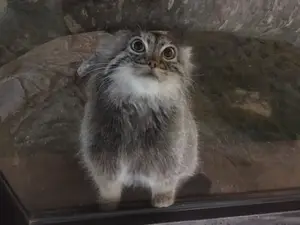 ポリーの写真