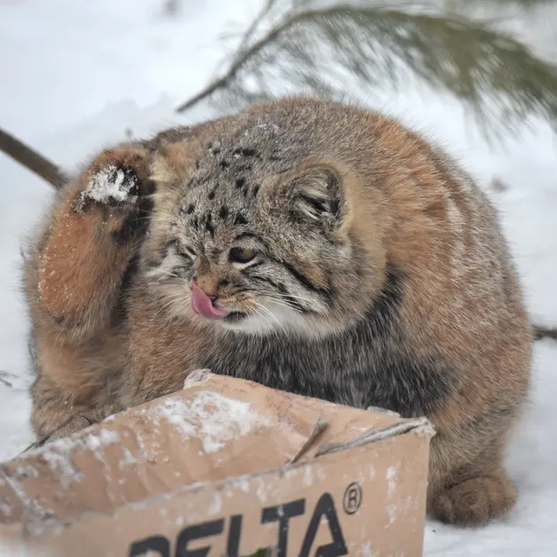 ノヴォシビルスク動物園のコソグラジクの写真
