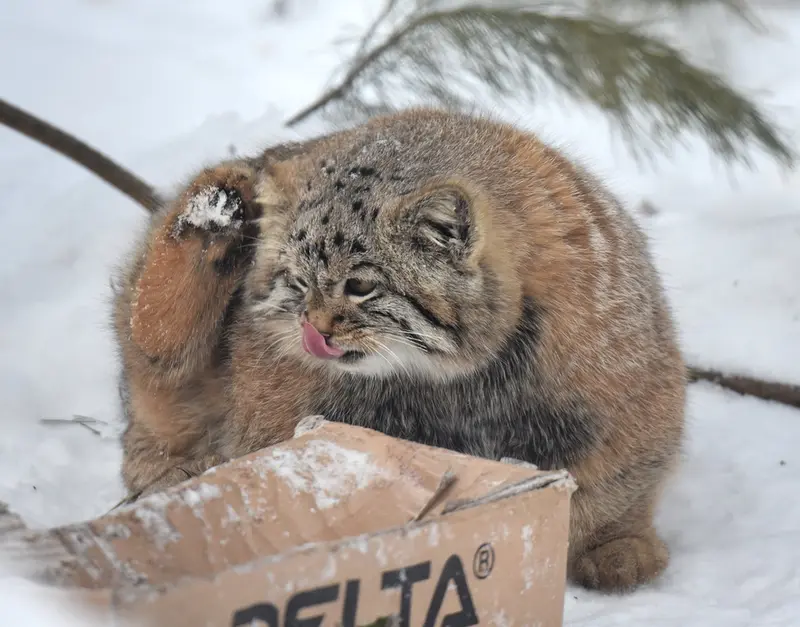 ノヴォシビルスク動物園のコソグラジクの写真