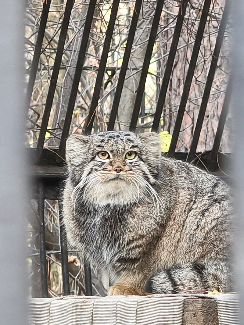 ノヴォシビルスク動物園のカトゥンの写真