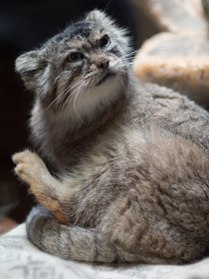 恩賜上野動物園のプリームラの写真