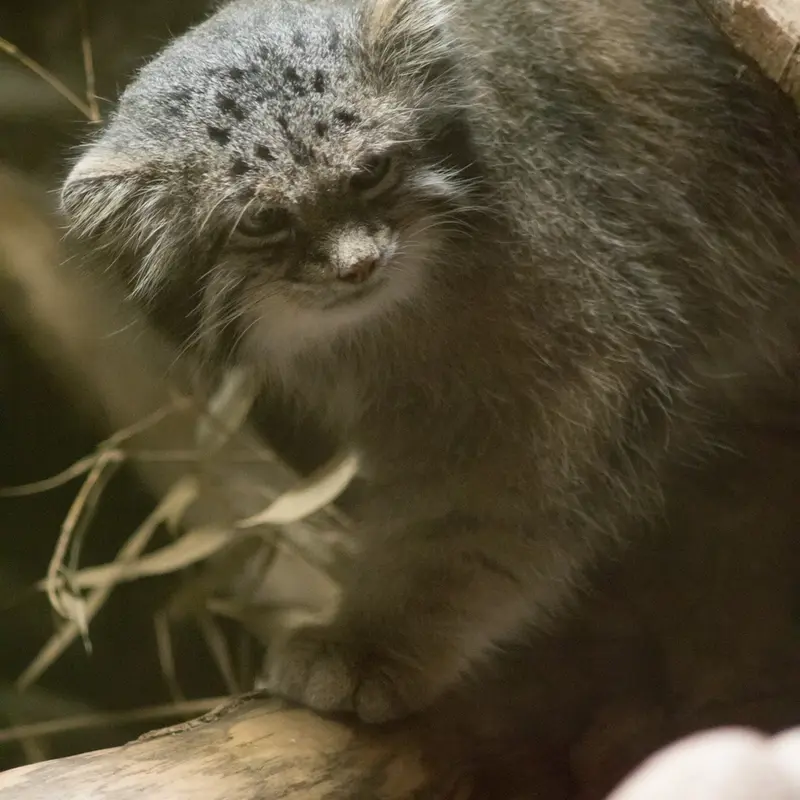 恩賜上野動物園のクリョンの写真