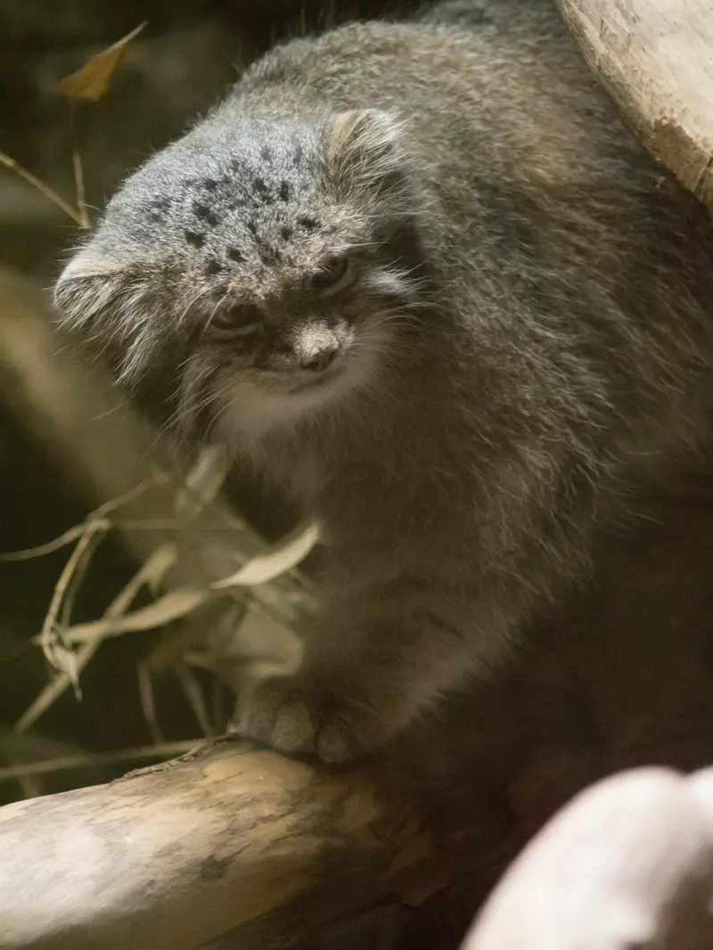 恩賜上野動物園のクリョンの写真