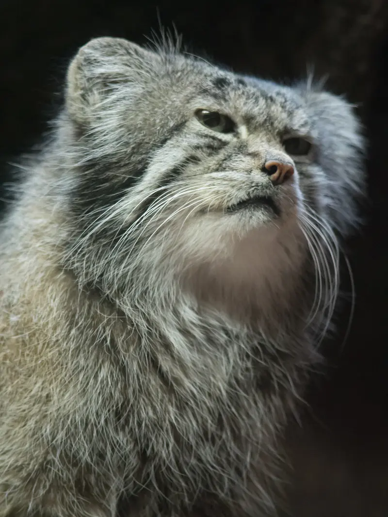 恩賜上野動物園のクリョンの写真