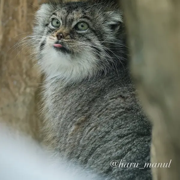 那須どうぶつ王国のポリーの写真