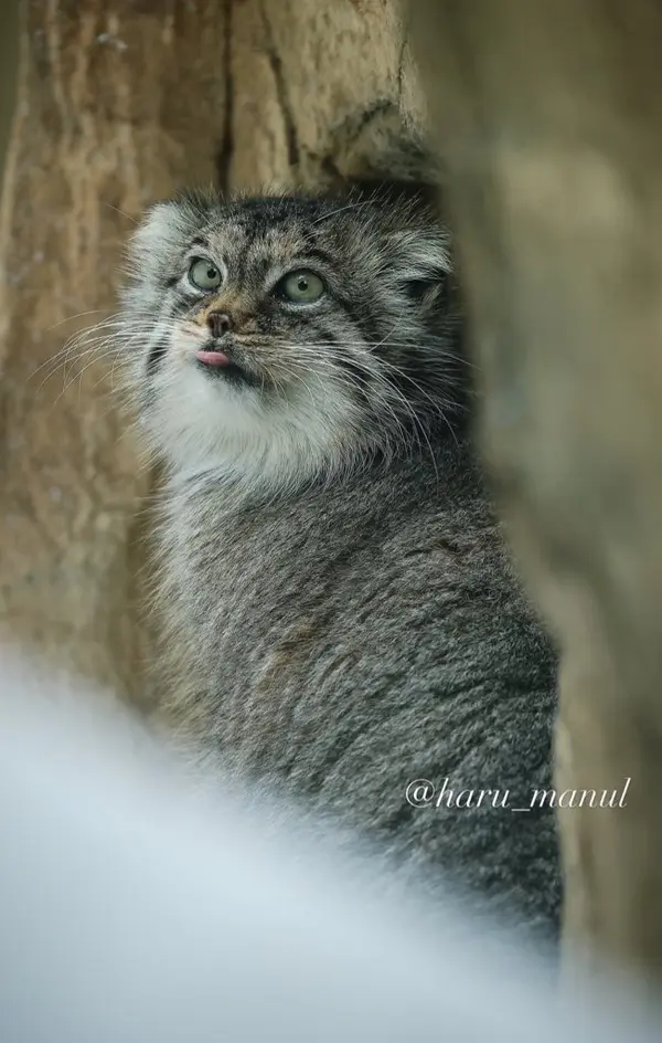 那須どうぶつ王国のポリーの写真