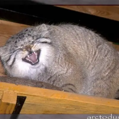 レニングラード動物園のスノークの写真