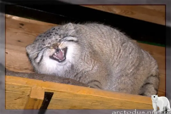 レニングラード動物園のスノークの写真