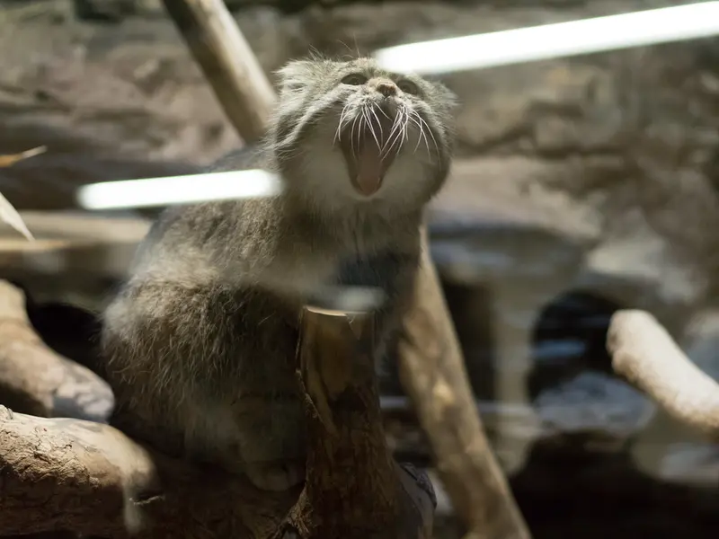 恩賜上野動物園のクリョンの写真