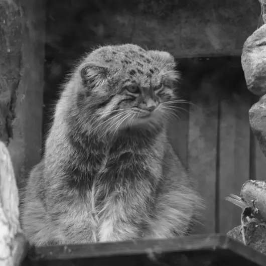 エディンバラ動物園のマヌルネコの写真