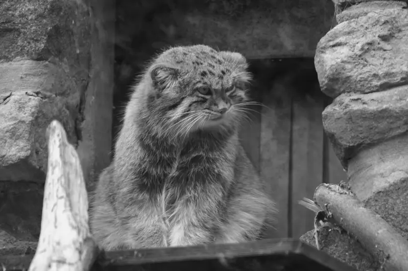 エディンバラ動物園のマヌルネコの写真