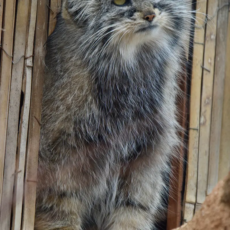 プラハ動物園のプリンセッサの写真