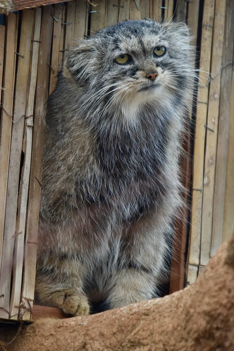 プラハ動物園のプリンセッサの写真