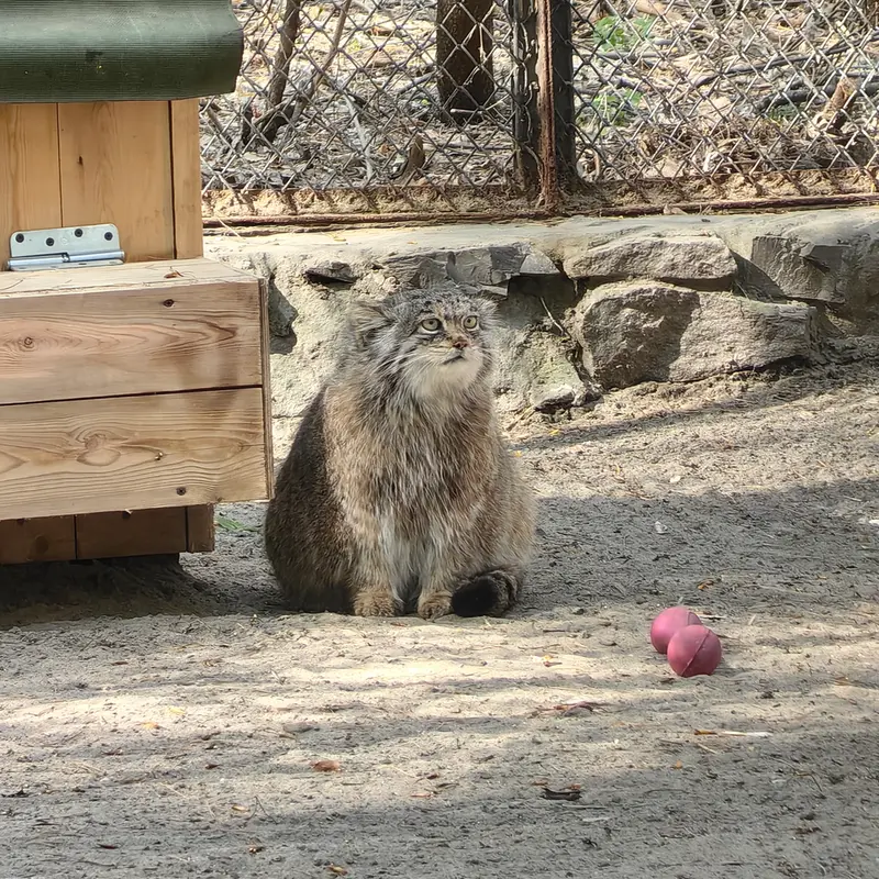 ノヴォシビルスク動物園のミアの写真