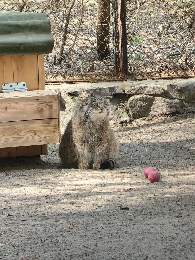 ノヴォシビルスク動物園のミアの写真