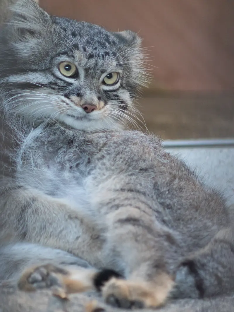 野毛山動物園のフィーガの写真