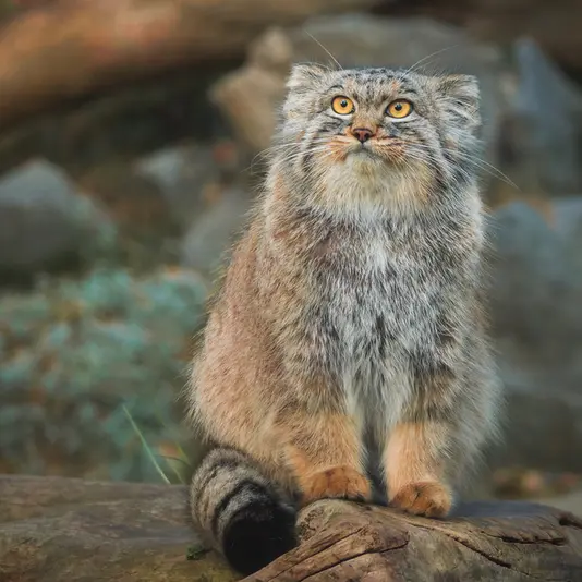 ヴロツワフ動物園のクビの写真