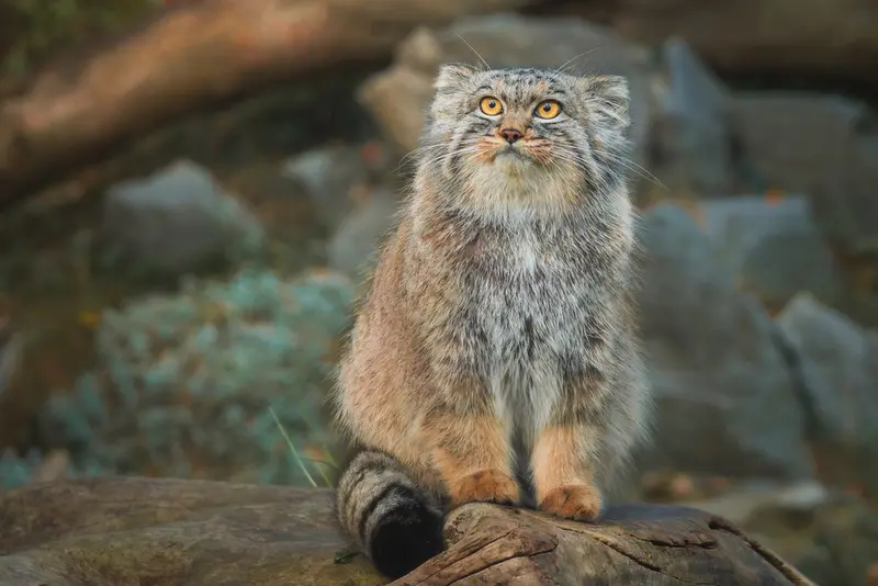 ヴロツワフ動物園のクビの写真