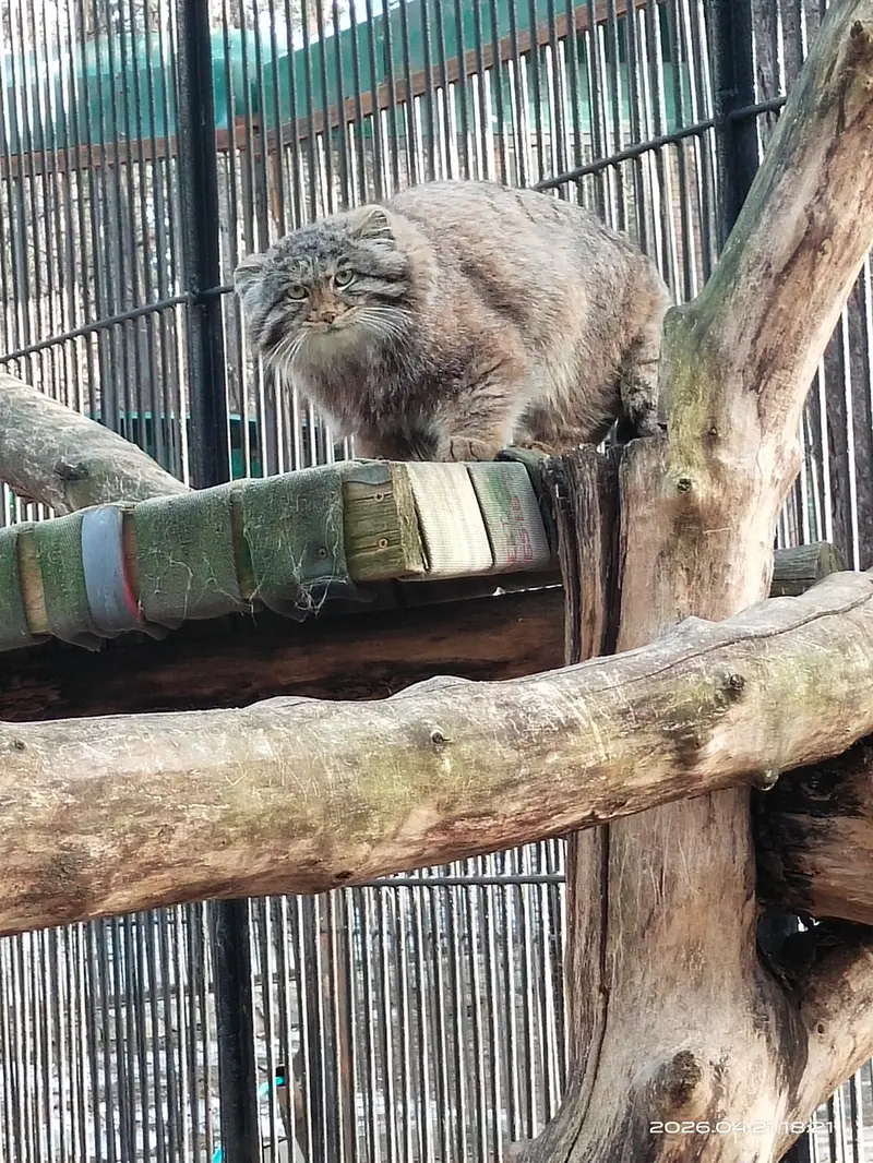 ノヴォシビルスク動物園のグレイの写真