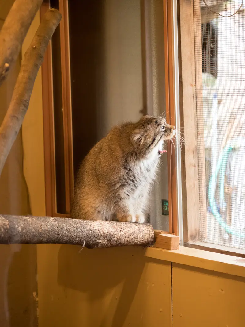 埼玉県こども動物自然公園のロータスの写真