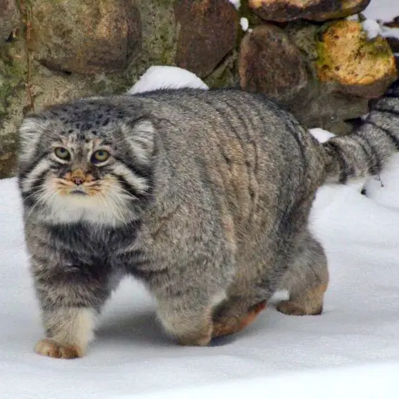 モスクワ動物園のヴァディムの写真