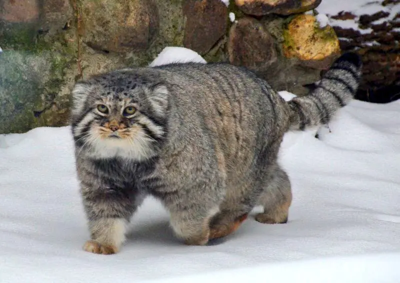 モスクワ動物園のヴァディムの写真