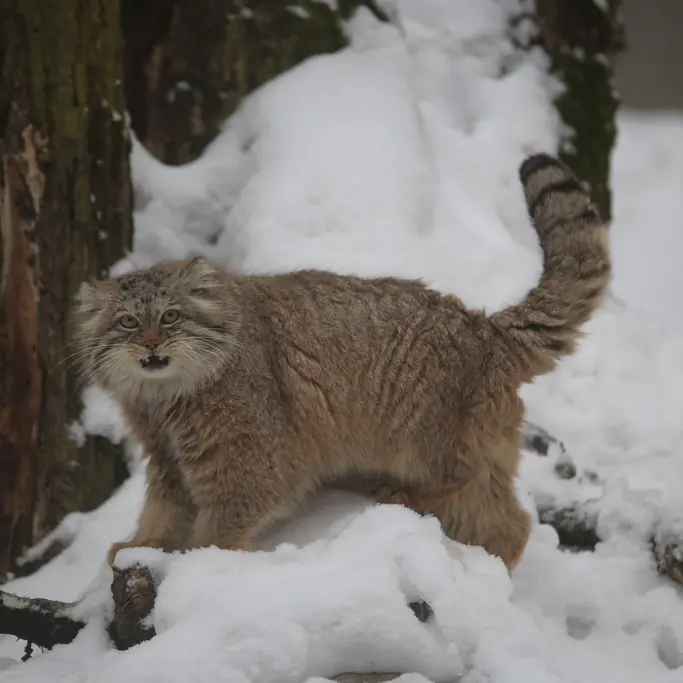 グダニスク動物園のマヌエルの写真