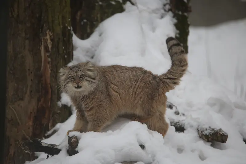 グダニスク動物園のマヌエルの写真