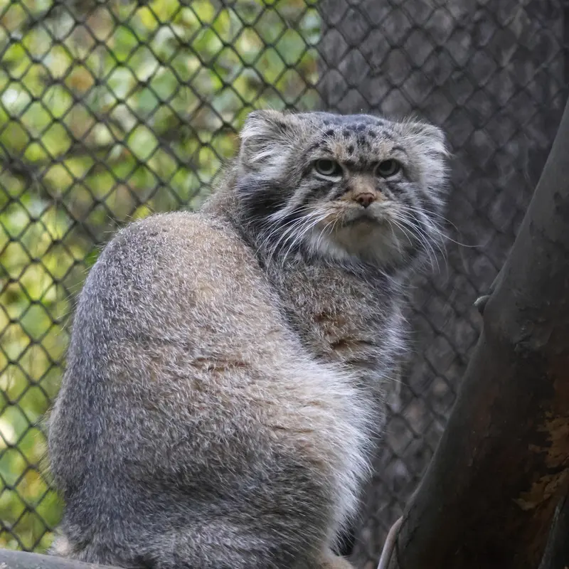 ノヴォシビルスク動物園のジョージの写真