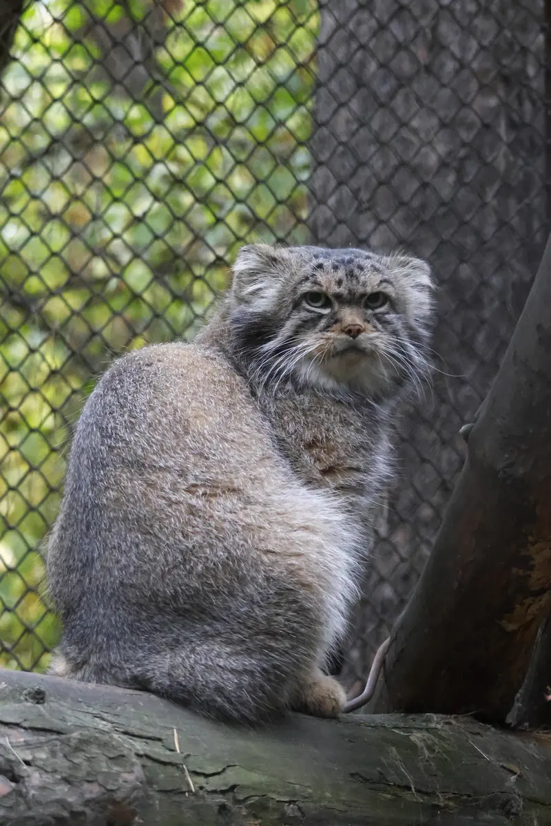 ノヴォシビルスク動物園のジョージの写真