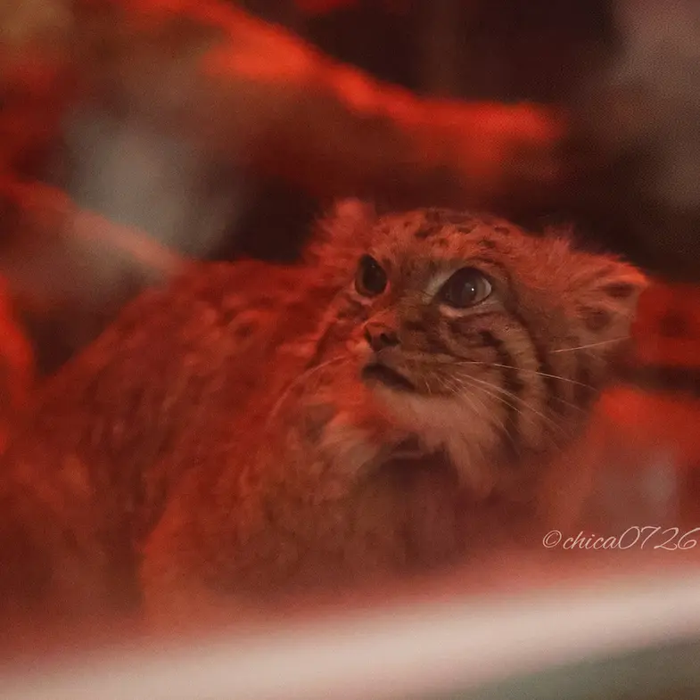 恩賜上野動物園のナイマの写真
