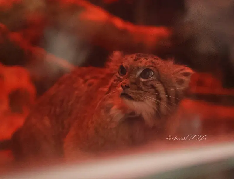 恩賜上野動物園のナイマの写真