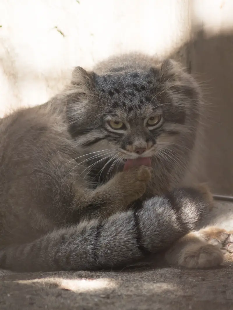 野毛山動物園のフィーガの写真