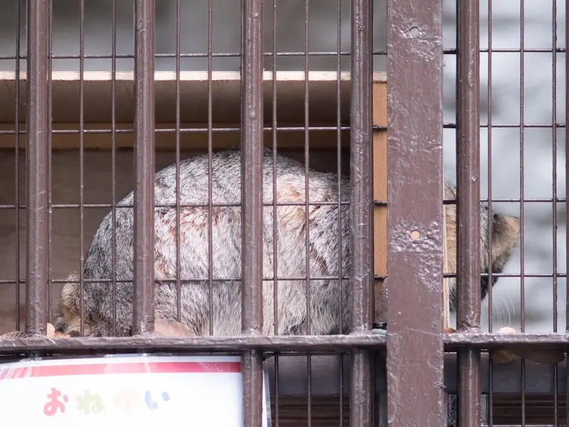 野毛山動物園のフィーガの写真