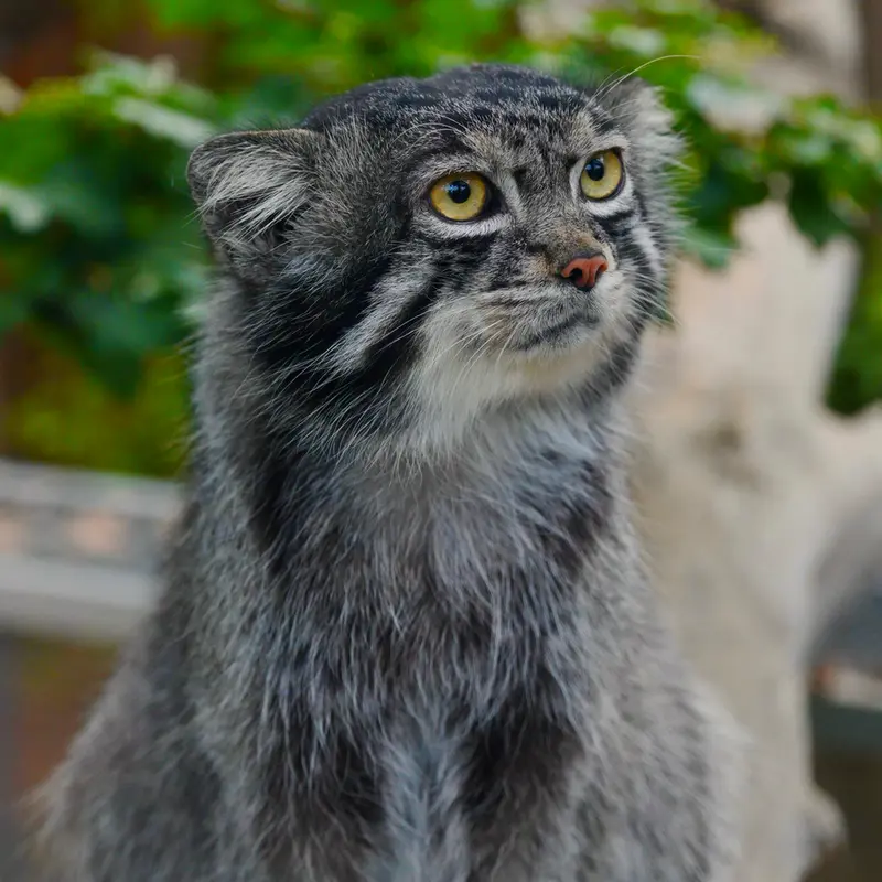 神戸どうぶつ王国のナルの写真