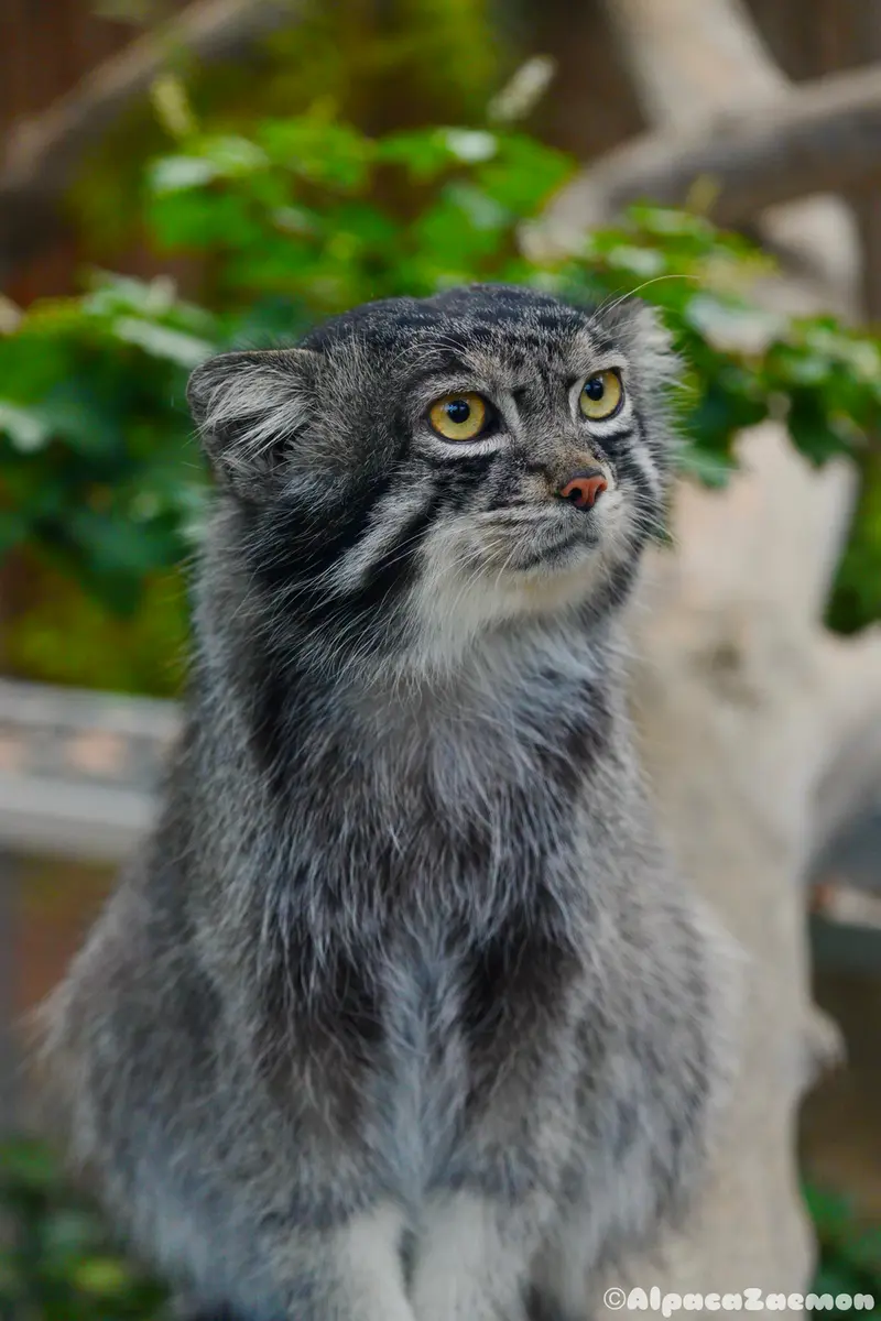 神戸どうぶつ王国のナルの写真