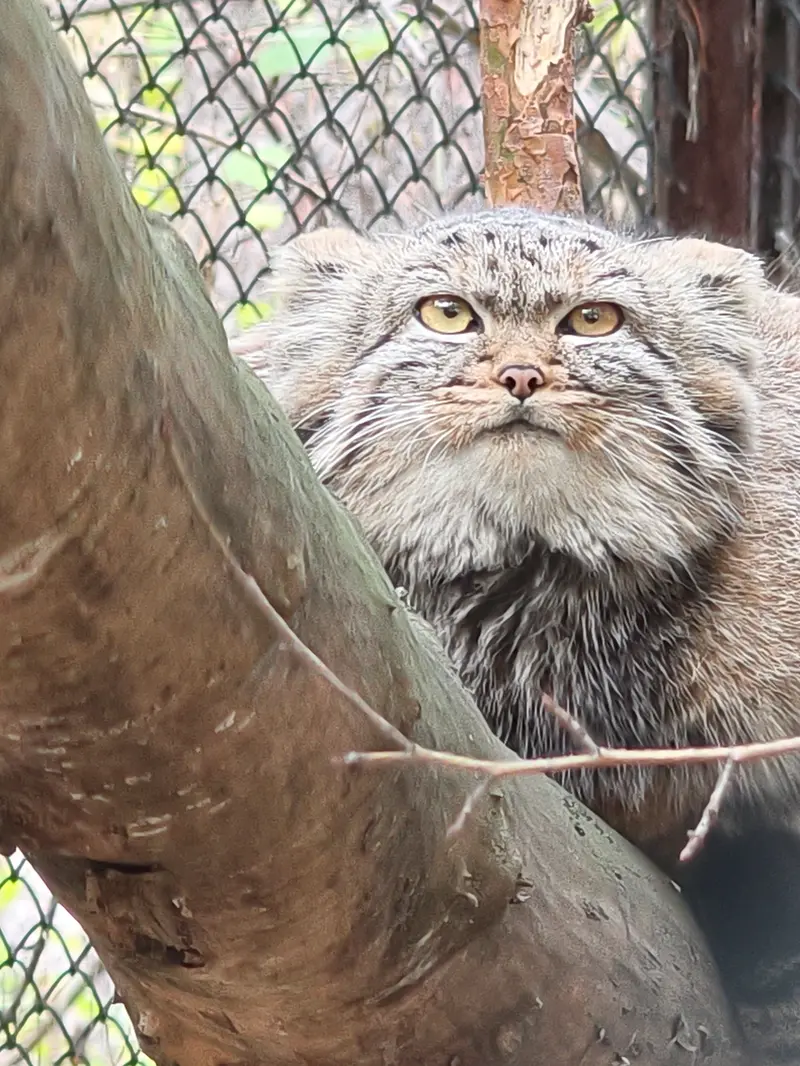 ノヴォシビルスク動物園のアデルの娘（2026年生まれ）Ⅱの写真