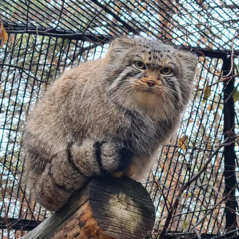 ノヴォシビルスク動物園のキムの写真