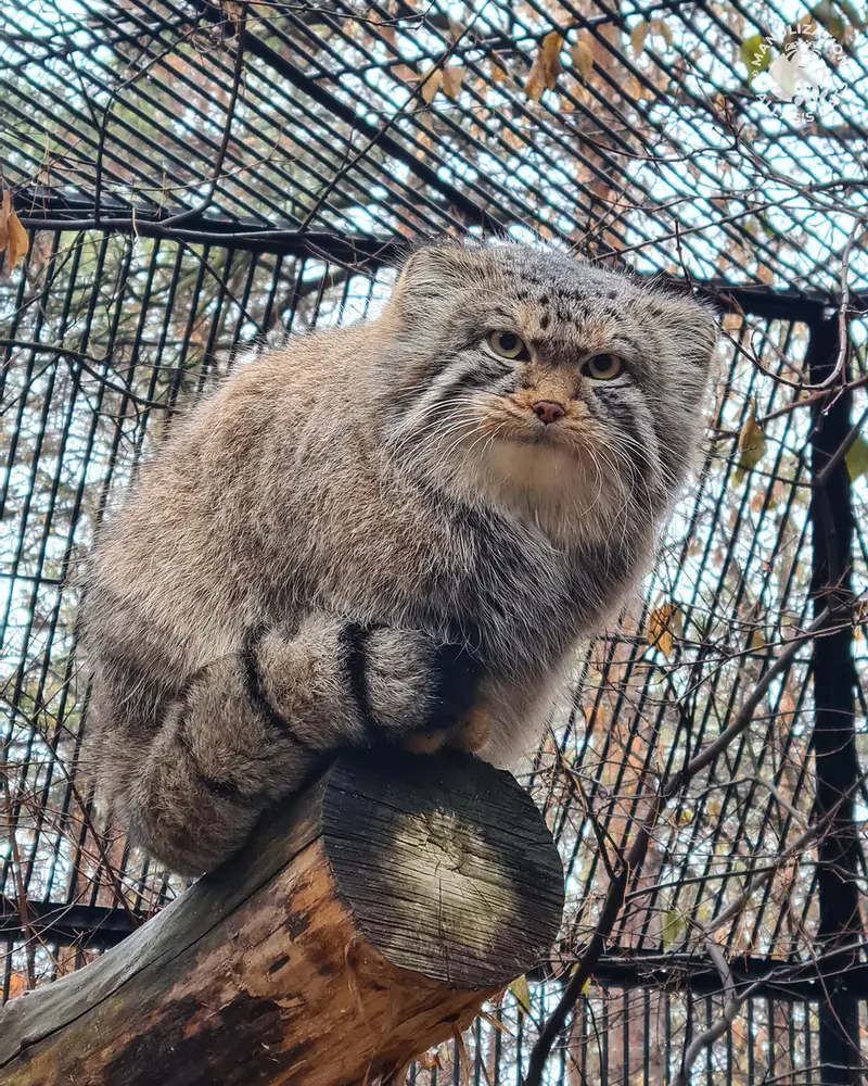 ノヴォシビルスク動物園のキムの写真