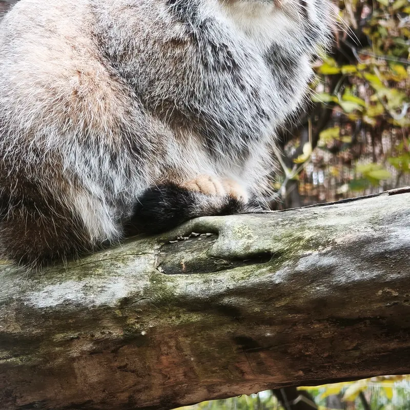 ノヴォシビルスク動物園のイヴの写真
