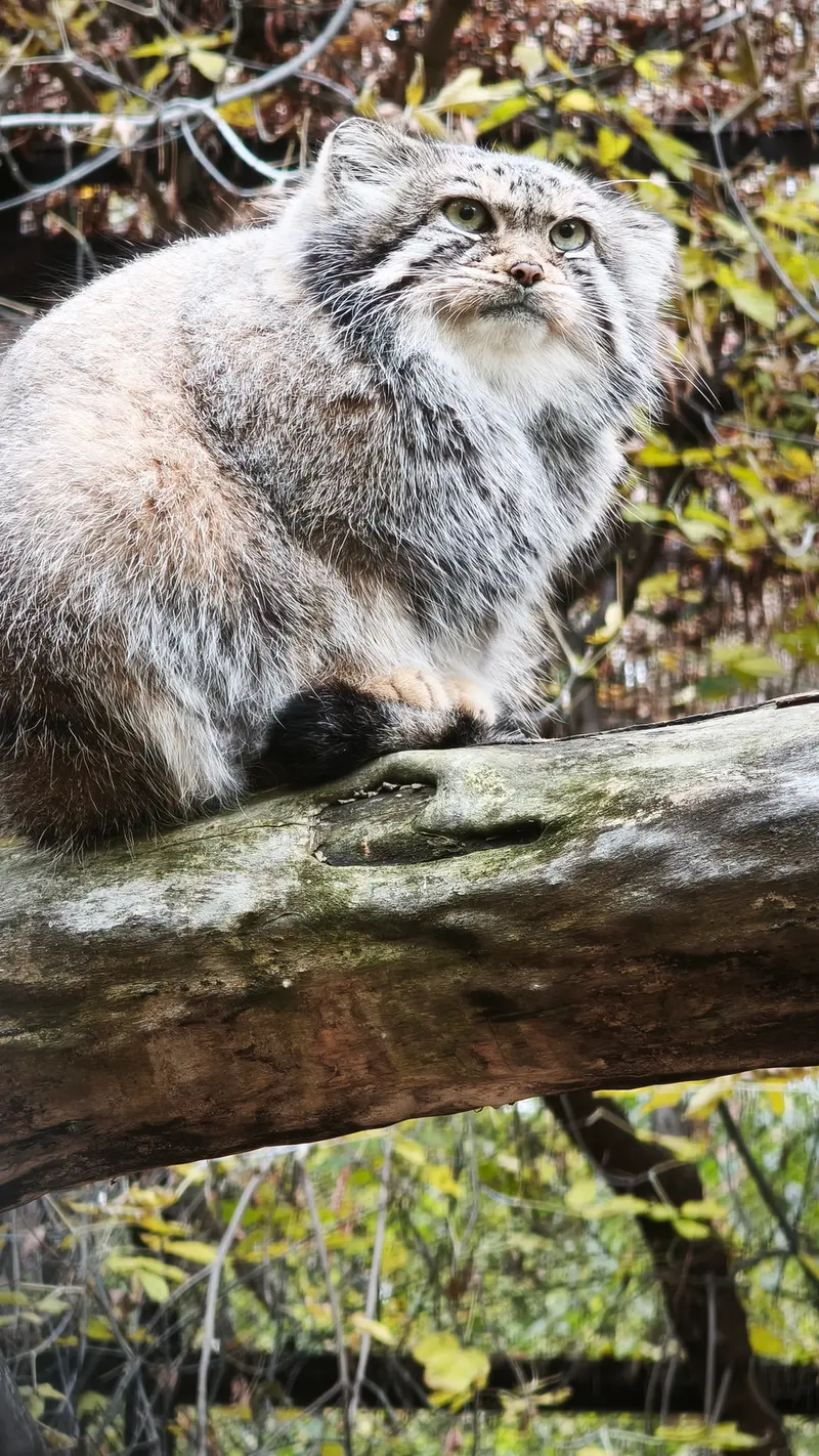 ノヴォシビルスク動物園のイヴの写真