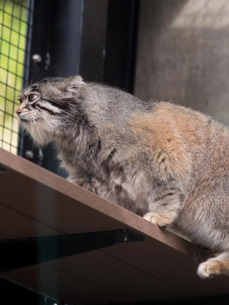 旭山動物園のグルーシャの写真